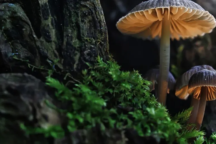 Why Hospitals Need Better Protocols for Treating Poisonous Mushroom Exposure?